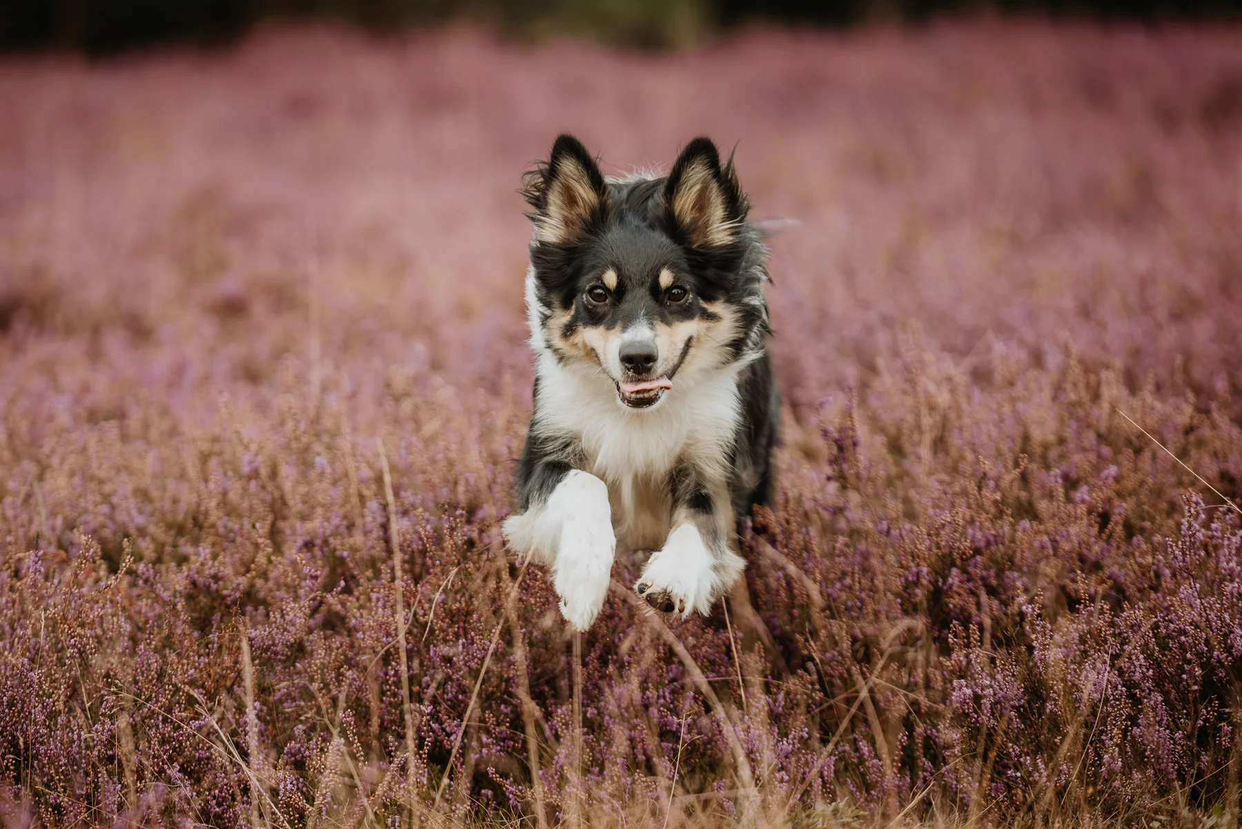Happy in der blühenden Heide