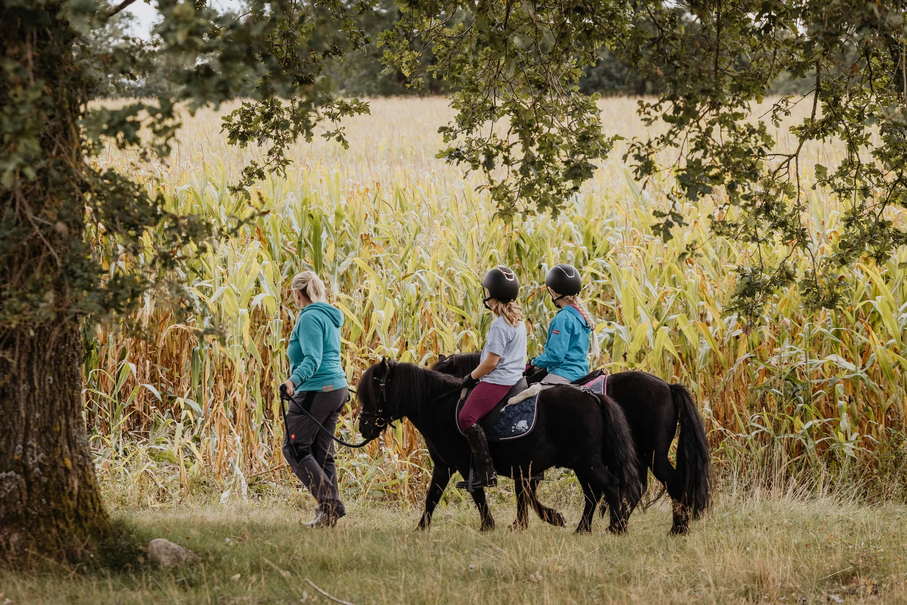 Begleiteter Ponyausflug auf einem Weg durch die Heide