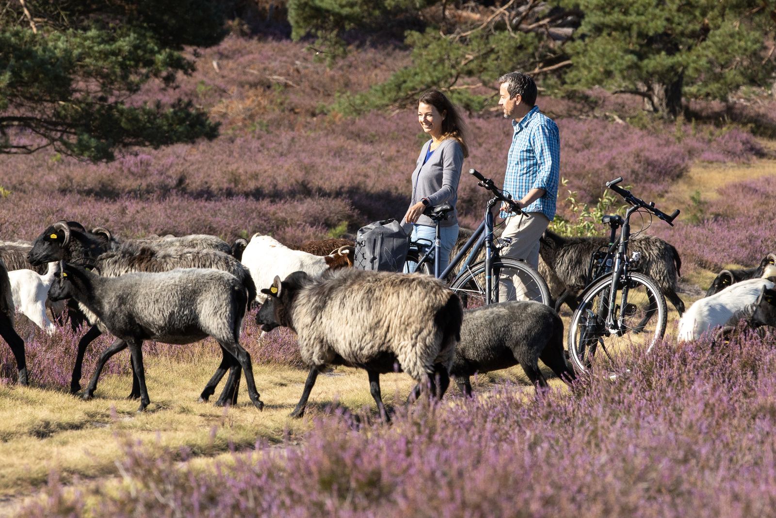 Radfahrende bei einer Heidschnuckenherde in der Lüneburger Heide