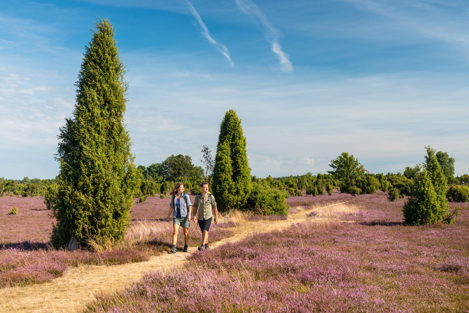 Wandernde auf einem Weg durch die blühende Lüneburger Heide