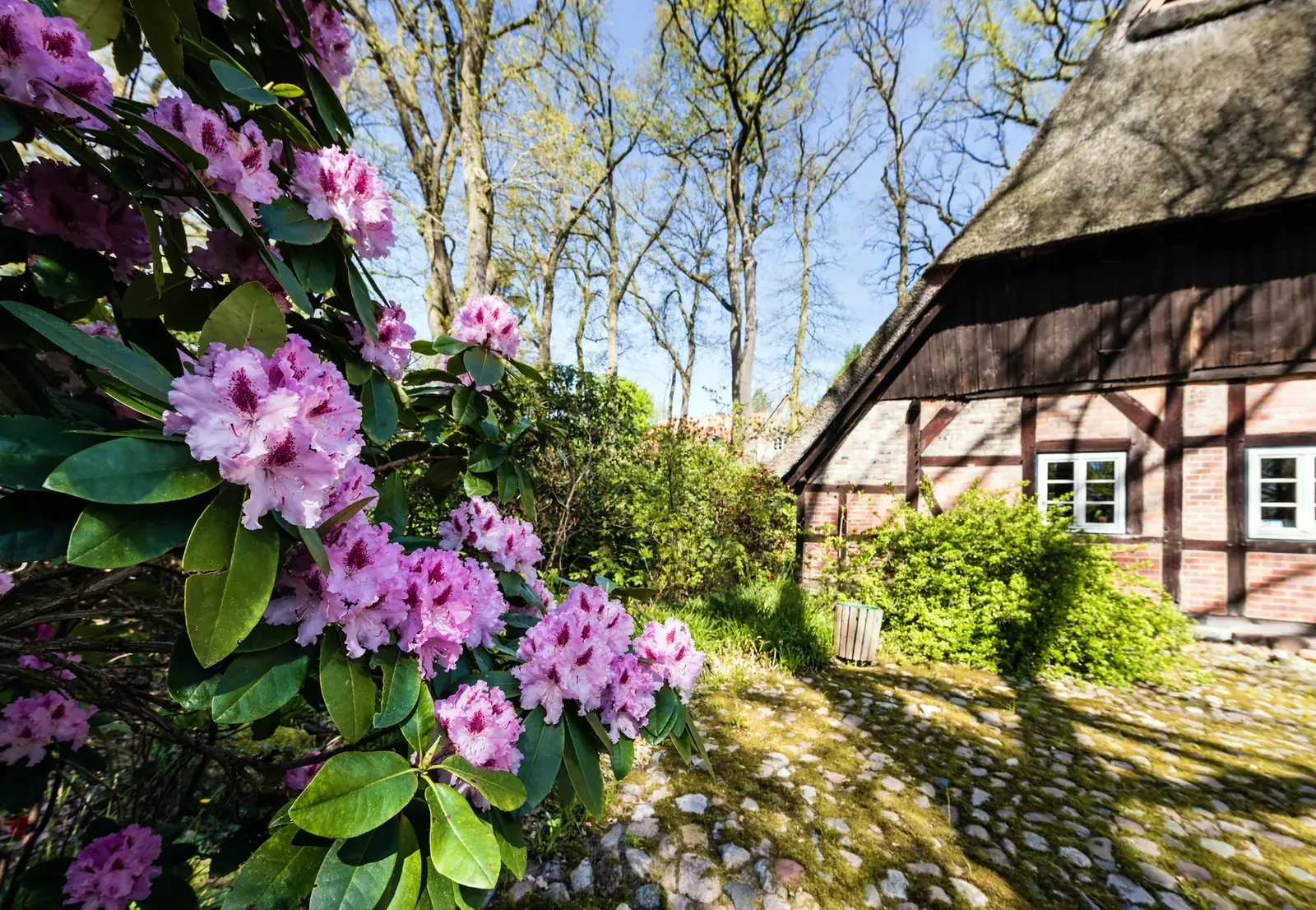Blühender Frühlingsgarten an einem historischen Heidehaus