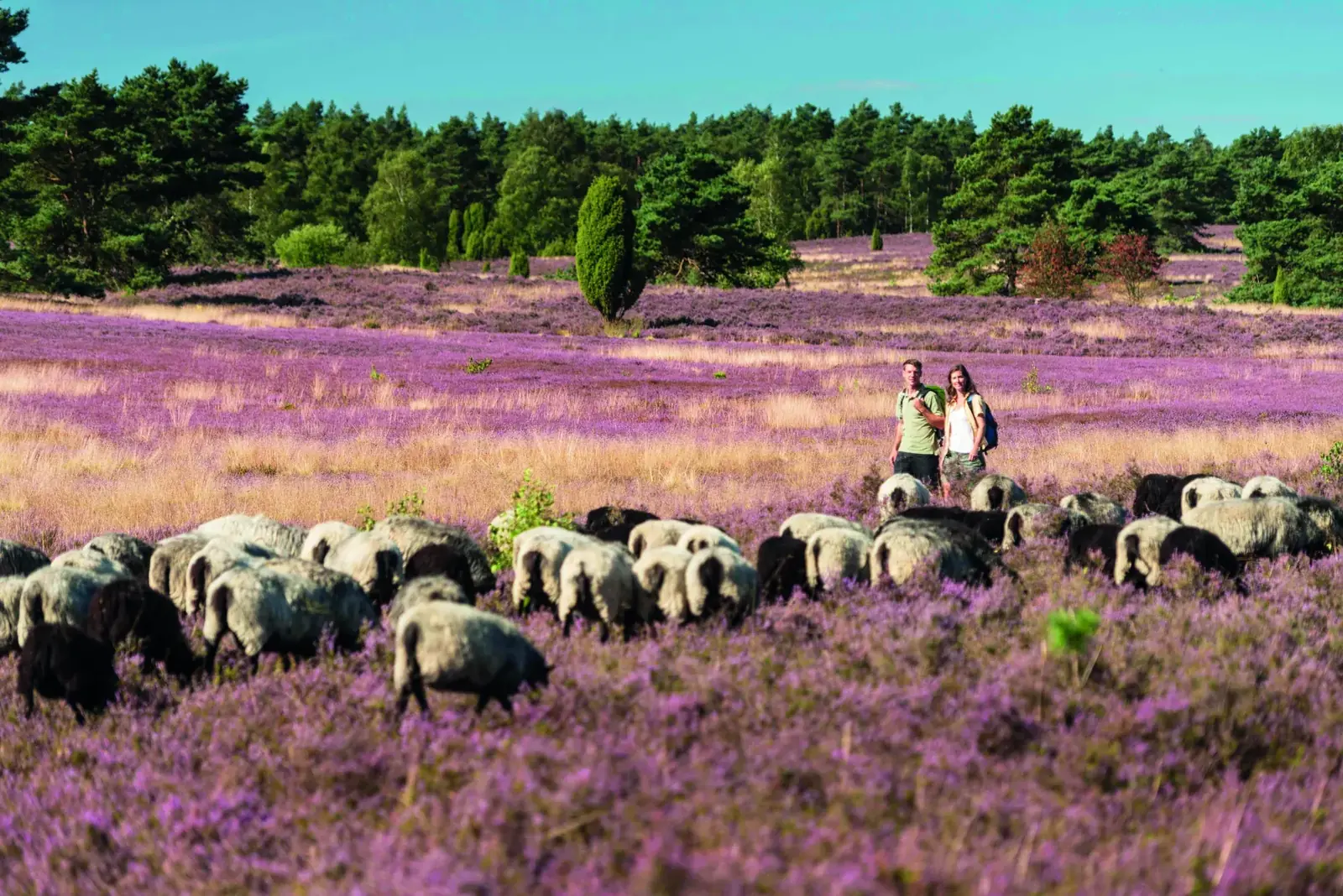 Heidschnucken in der sommerlich blühenden Heidelandschaft