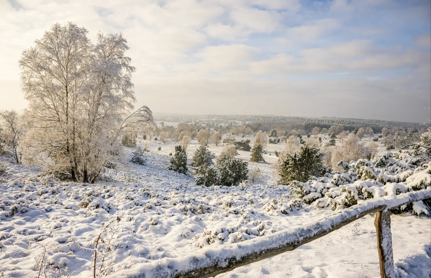 Verschneite Heidelandschaft am Wilseder Berg