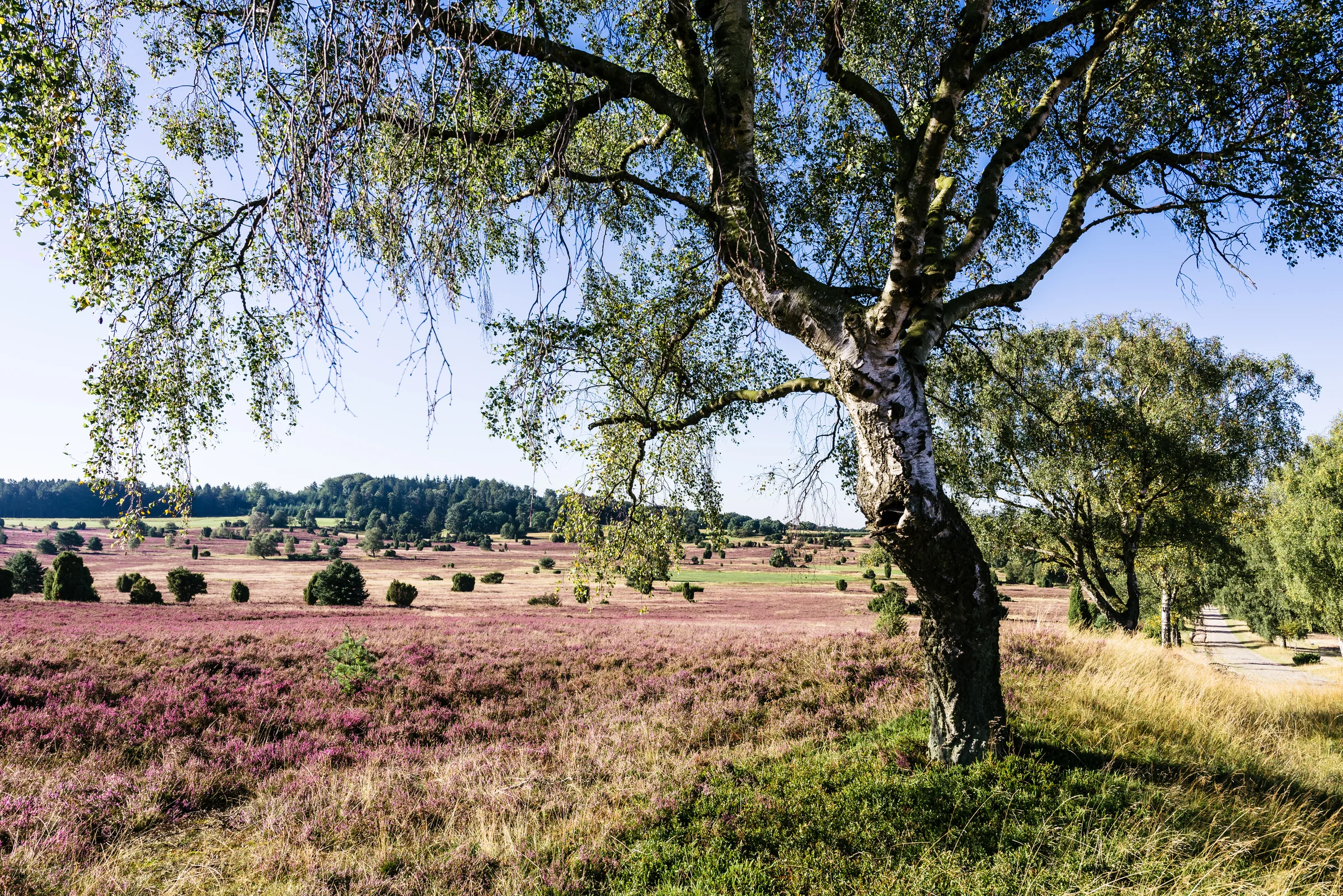 Blühende Heidelandschaft mit Birken und einem Weg am Rand der Heide