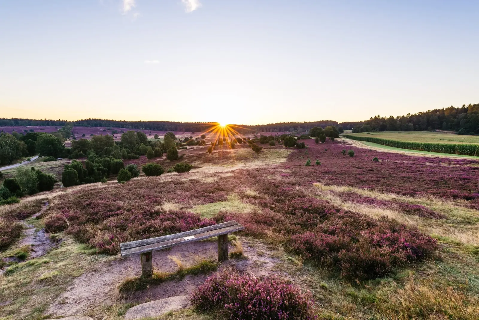 Blühende Heidelandschaft am Turmberg bei Oberhaverbeck im Abendlicht