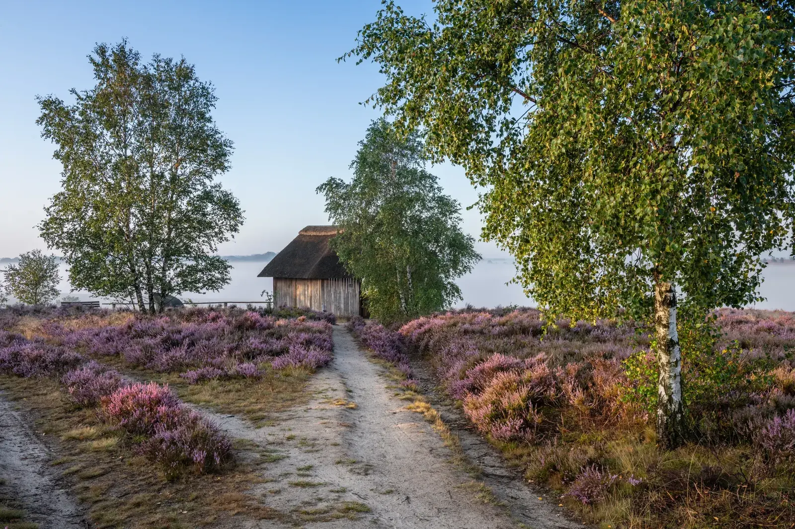 Heideweg am Aussichtspunkt Suhorn bei Sonnenaufgang