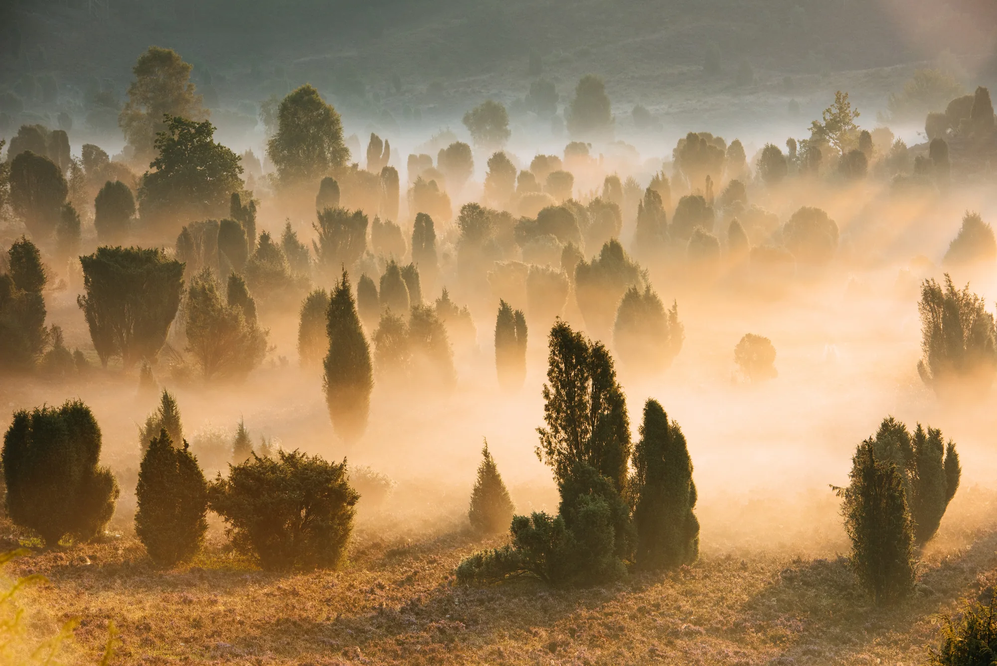 Wacholder im morgendlichen Nebel des Totengrunds