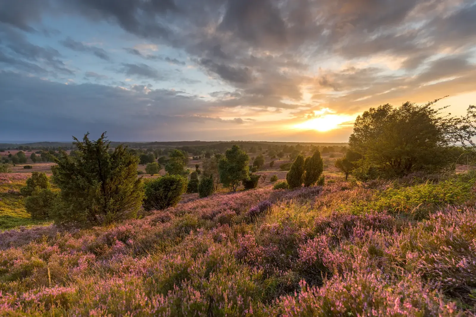 Sonnenuntergang über der Heide am Wilseder Berg